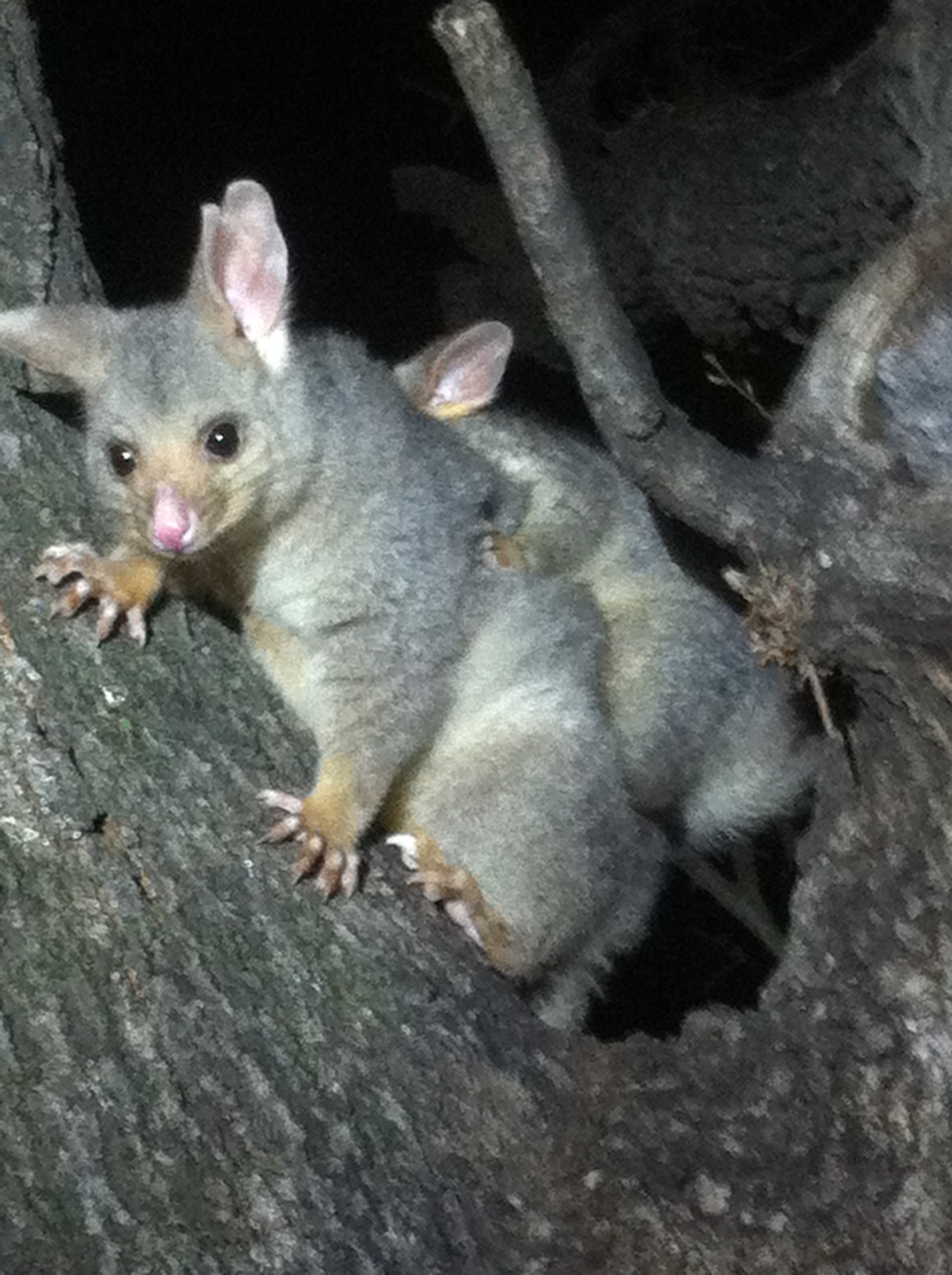 Possum And Young