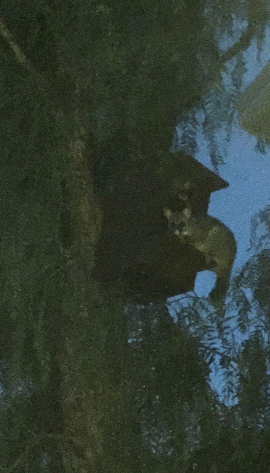 Possum Nesting Box